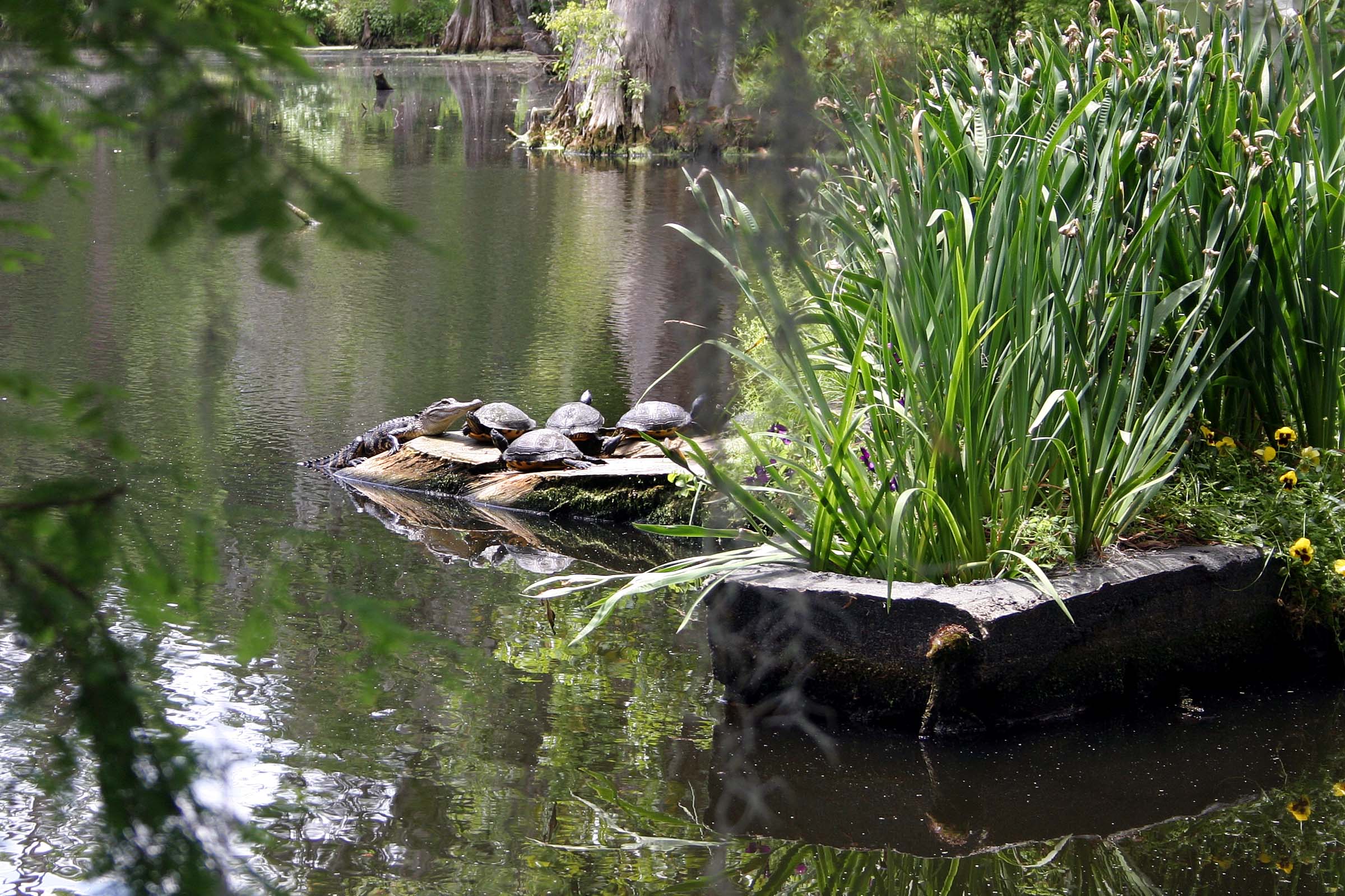 Sustainable Backyard Fish Farming How to Dig A Pond & Raise Fish