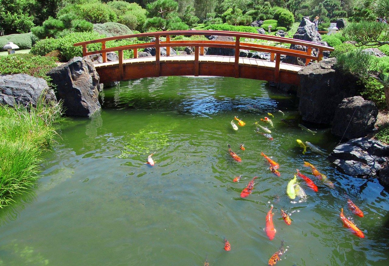 diy-build-a-natural-fish-pond-in-your-backyard-institute-of-ecolonomics