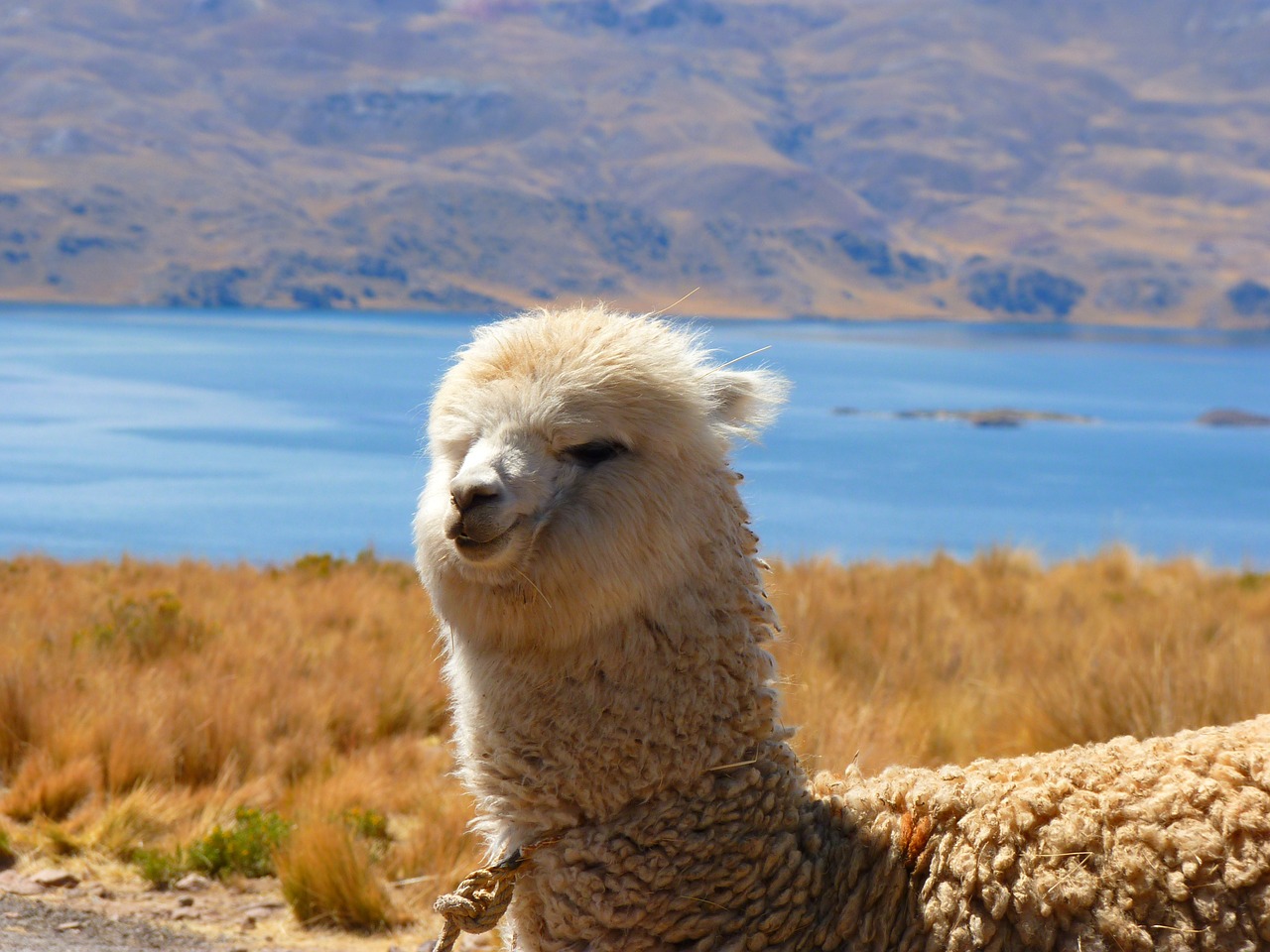 alpaca floatie