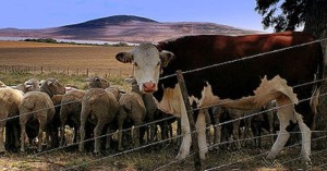 livestock regulations