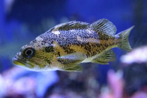 aquaponic fish farming