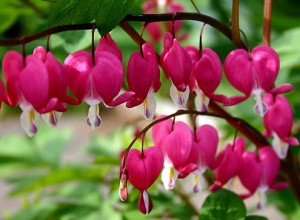 Bleeding Hearts