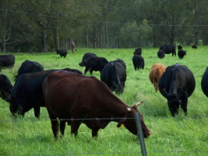 grazing cows