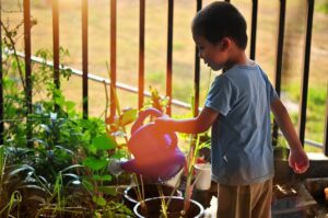 watering plants