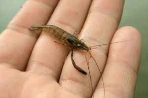 640px-Ohio_River_Shrimp_(Macrobrachium_ohione)