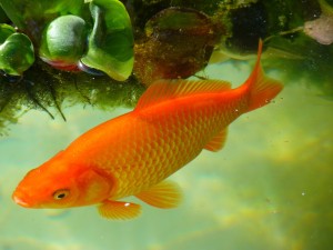 goldfish-43279_1920