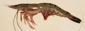 shrimp