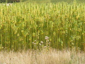 640px-Hemp_Crop_in_Peasenhall_Road,_Walpole_-_geograph.org.uk_-_1470339