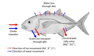 640px-Osmoseragulation_Carangoides_bartholomaei_bw_en2