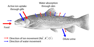800px-Bachforelle_osmoregulatoin_bw_en2