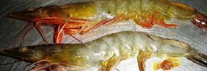 banner shrimp