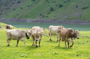 cows-383191_1280