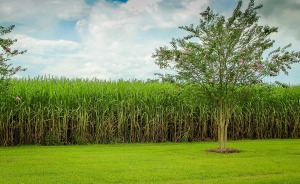 sugarcane-439880_1280