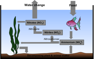 640px-Aquarium_Nitrogen_Cycle