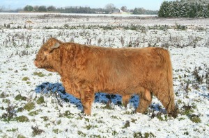 winter stressed cow