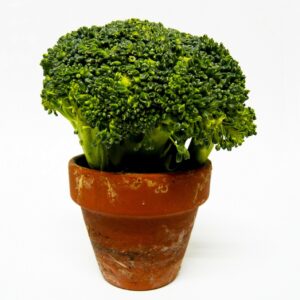 broccoli-315593_1280