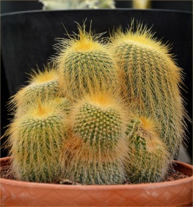 cactus-217194_1280