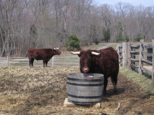 farm animal cow