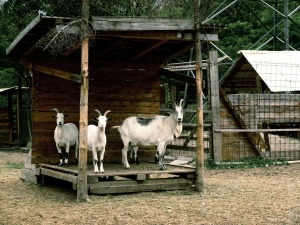 goats-235592_1280