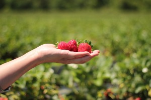 strawberries-484272_1280