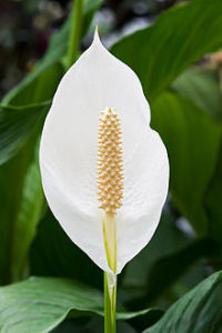 220px-Spathiphyllum_cochlearispathum_RTBG