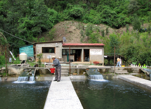 Zapotec_fish_farm_in_Ixtlan_Oaxaca