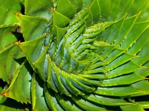 aloe-510115_1280