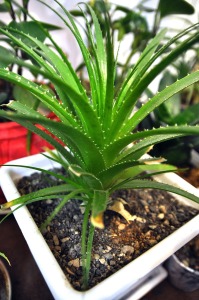 aloe-74451_1280