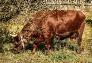 cows-201996_1280