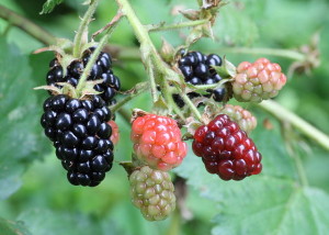 "Ripe, ripening, and green blackberries" by Ragesoss - Own work. Licensed under CC BY-SA 3.0 via Wikimedia Commons.