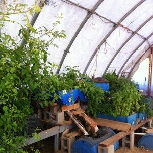 aquaponics2