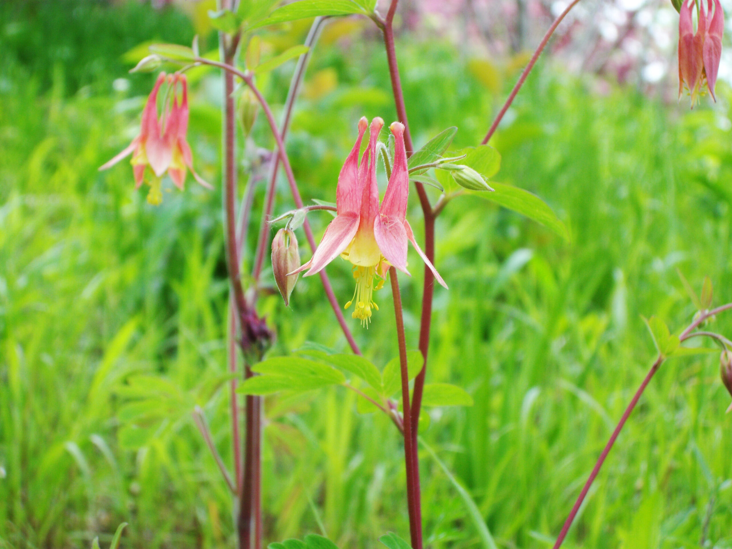 How to Forage Wild Edible Plants as Food