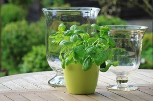 basil-320736_1280-300x198