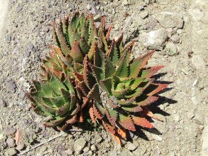 cactus-526005_1280