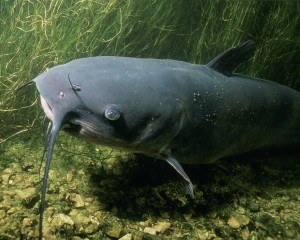 channel-catfish-86584_1280