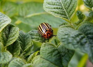 colorado-potato-beetle-582966_1280