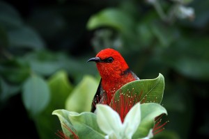 scarlett-honeyeater-686148_1280