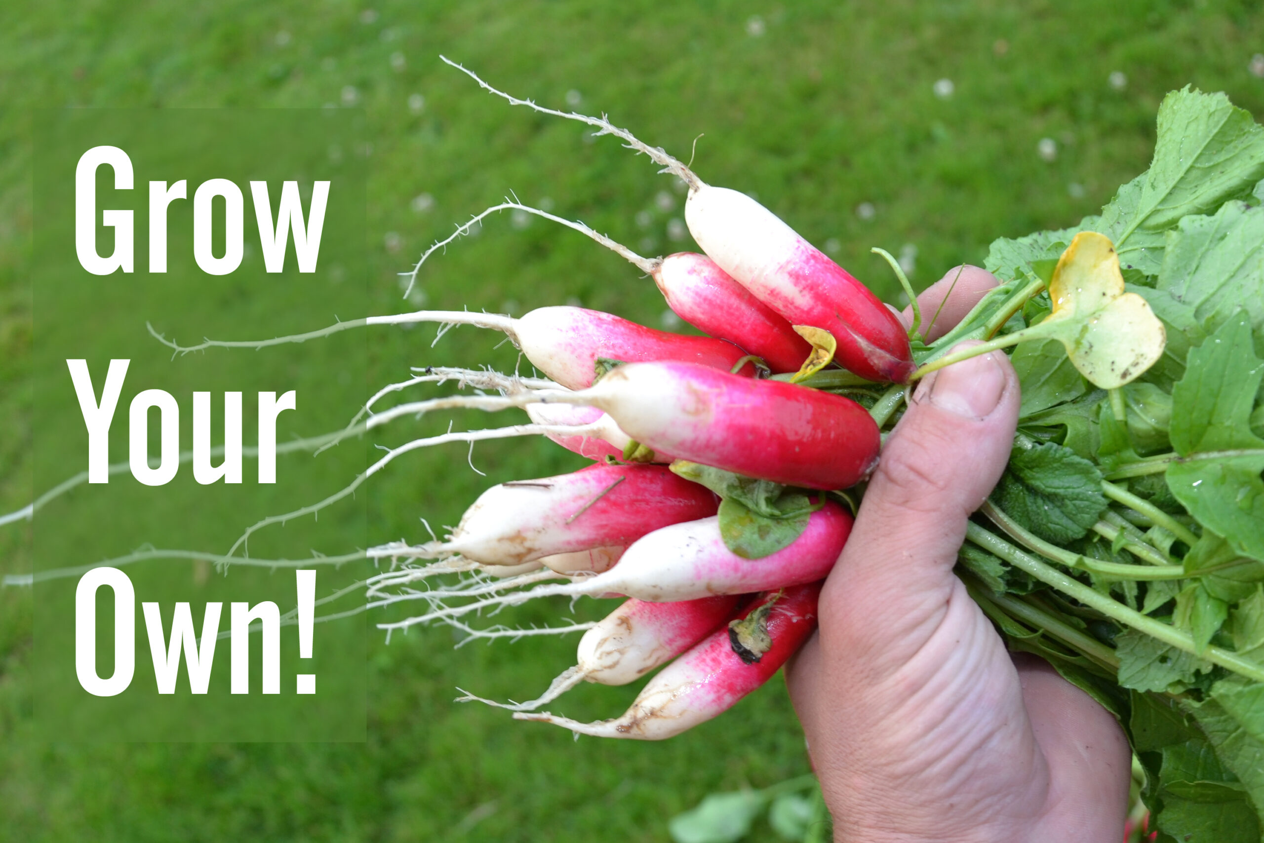 Grow Your Own Food