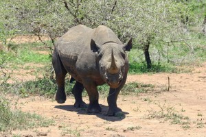 black-rhinoceros-412667_1280