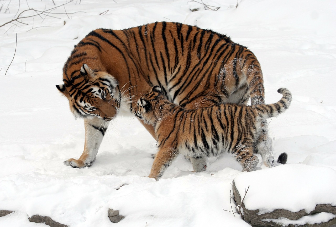 Consequences of Habitat Loss that You Should be Aware of