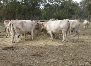 "Feeding hay" by Cgoodwin - Own work. Licensed under CC BY-SA 3.0 via Wikimedia Commons.