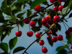 cherries-598170_1280