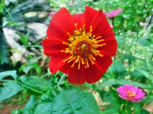 mexican-sunflower-514801_1280