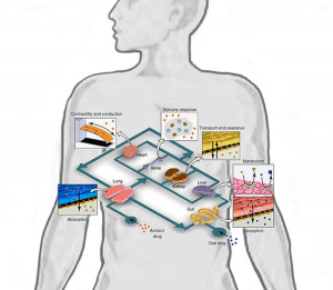 "Conceptual Schematic of a Human-on-a-Chip" by Timothy.ruban - Own work. Licensed under CC BY-SA 3.0 via Wikimedia Commons.