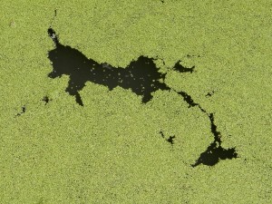 algae-112356_1280