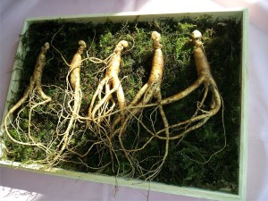 ginseng-641890_1280