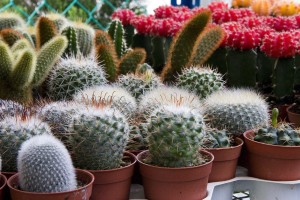 mini-cactus-755542_1280