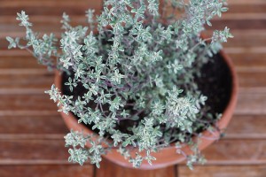 thyme-751274_1280