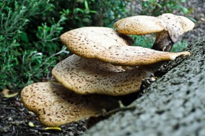 polypores-71251_1280