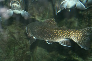 trout-233570_1280